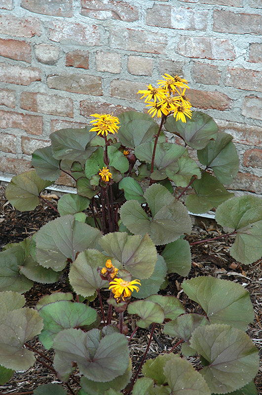 Ligularia dentata 'Britt Marie Crawford'