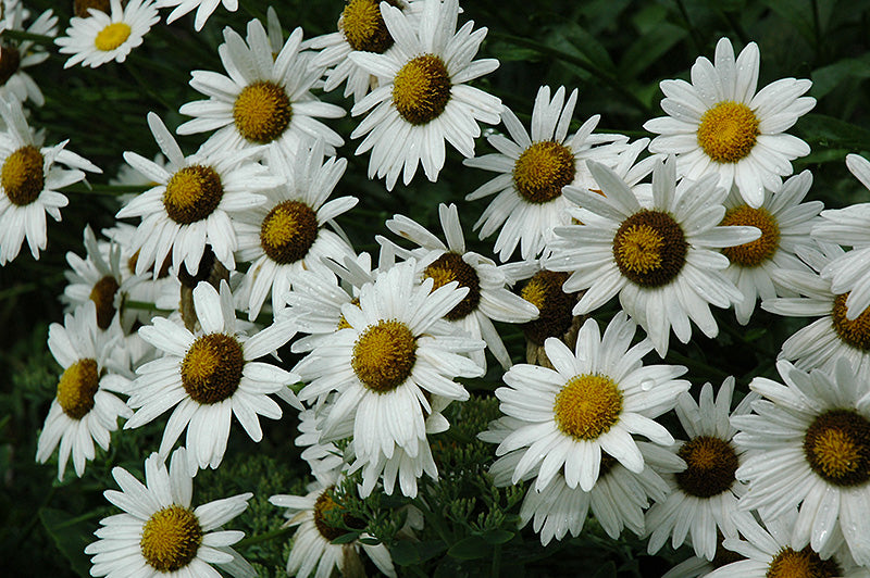 Leucanthemum 'Alaska'