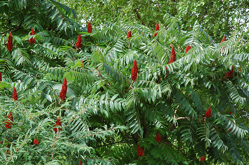 Rhus typhina