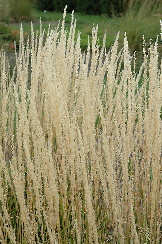 Calamagrostis 'Karl Foerster'