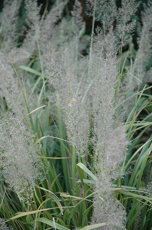 Calamagrostis brachytricha 'Caspian'