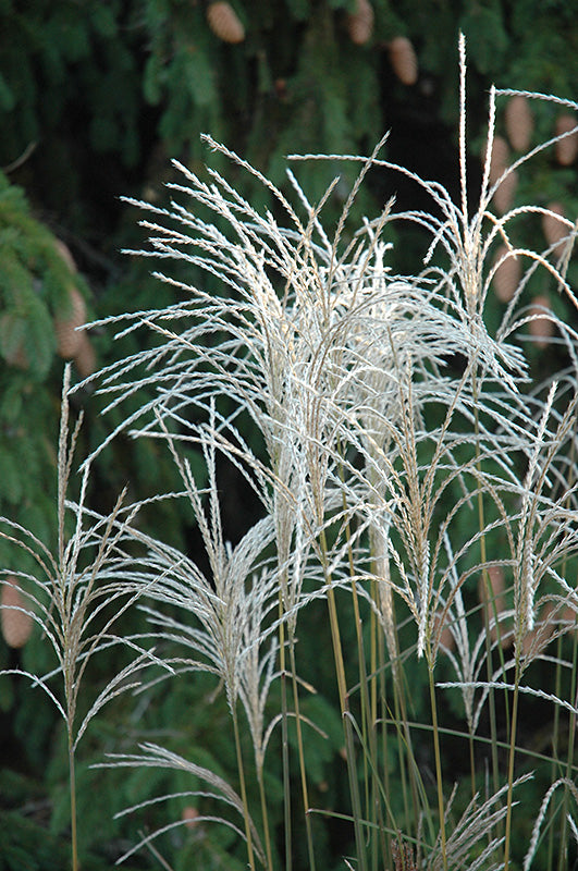 Miscanthus sinensis 'Graziella'