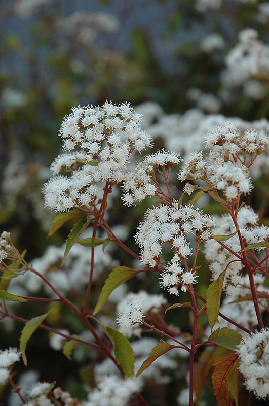 Eupatorium rugosum 'Chocolate'