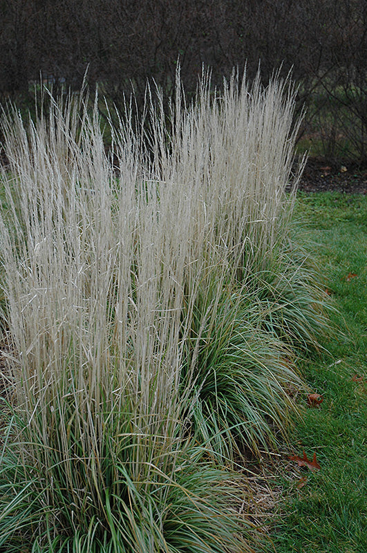 Calamagrostis 'Avalanche'