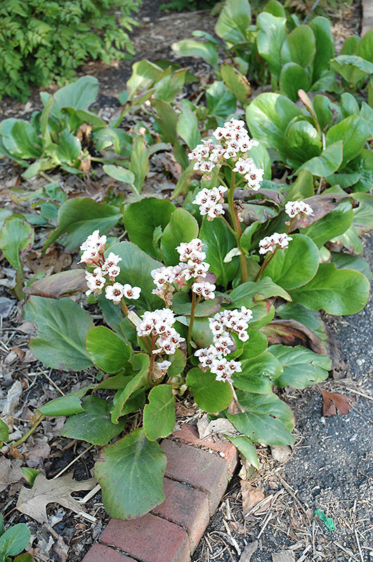 Bergenia 'Bressingham White'