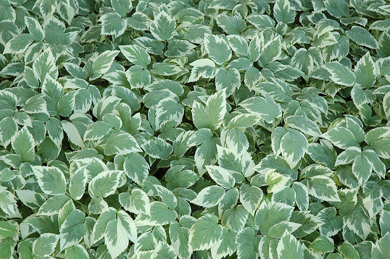 Aegopodium podagraria 'Variegatum'