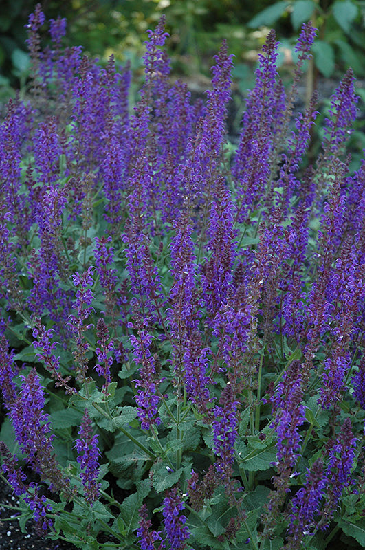 Salvia x sylvestris 'May Night'