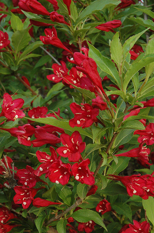 Weigela florida 'Red Prince'