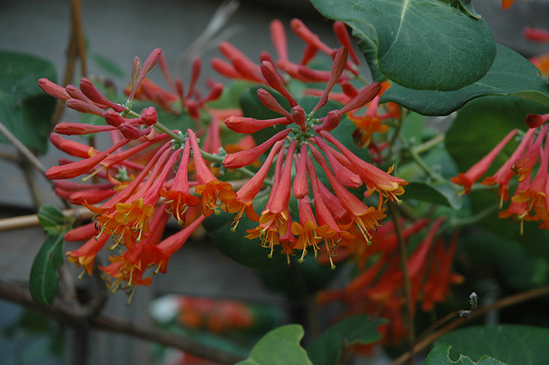 Lonicera x brownii 'Dropmore Scarlet'