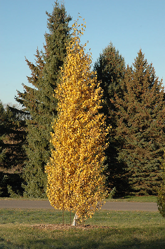 Betula platyphylla 'Fargo'