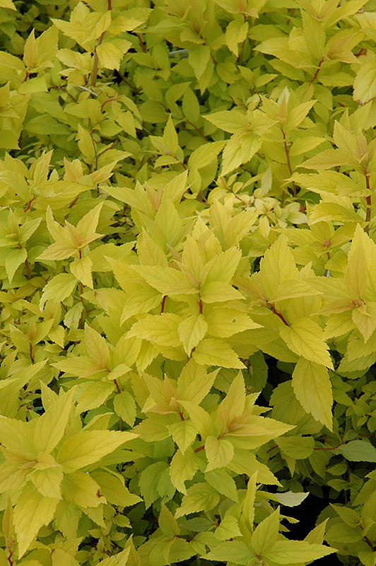 Spirea japonica 'Goldmound'
