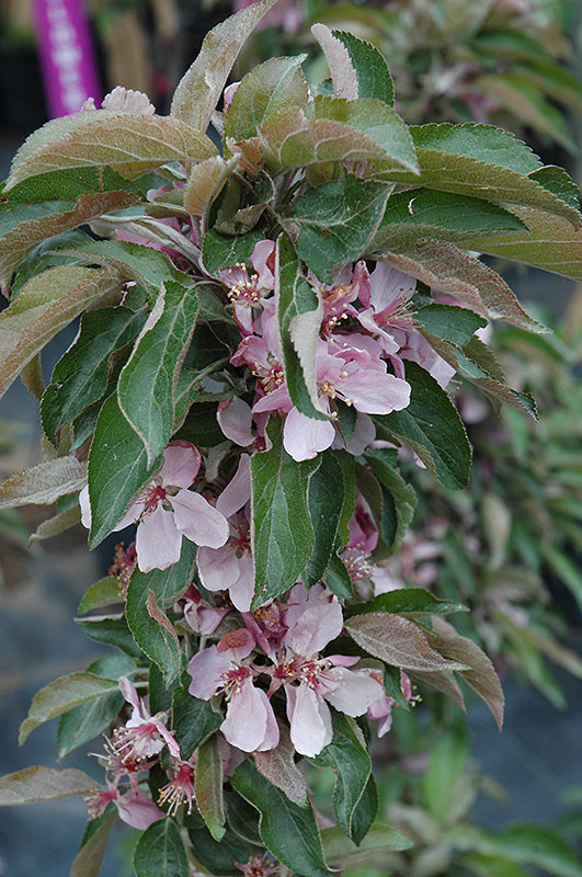 Malus 'Dream Weaver' Crabapple