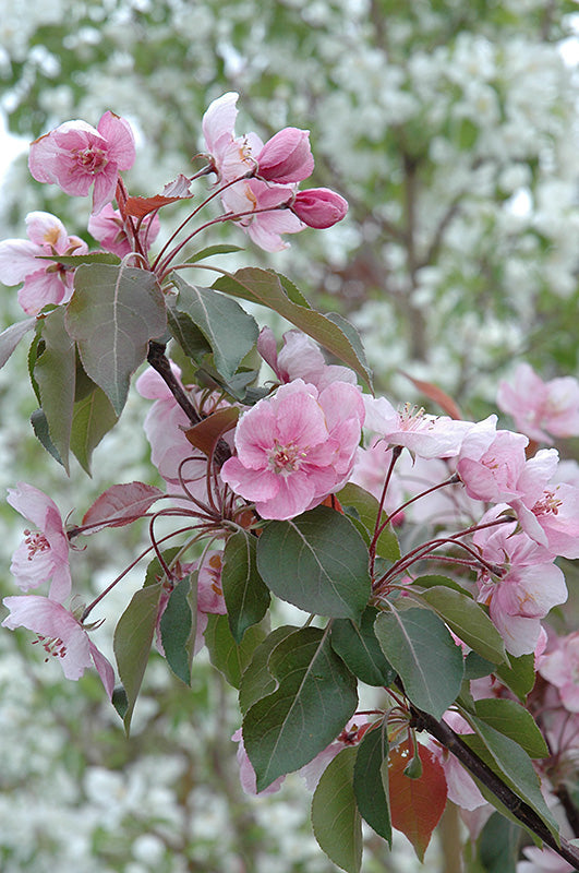 Malus 'Selkirk' Ornamental Crab Apple