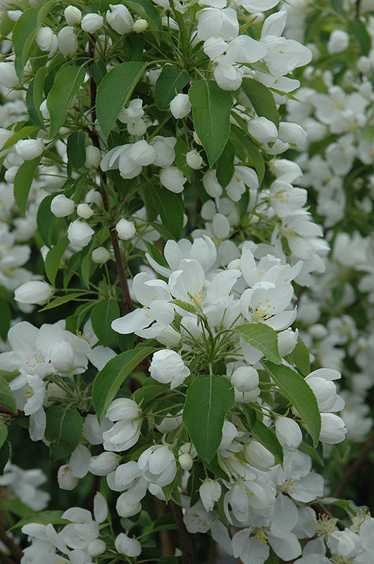 Malus 'Spring Snow' Ornamental Crab Apple