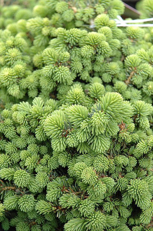 Picea abies 'Little Gem'