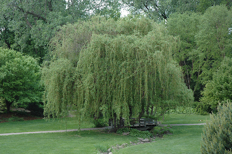 Salix x 'Golden Curls'