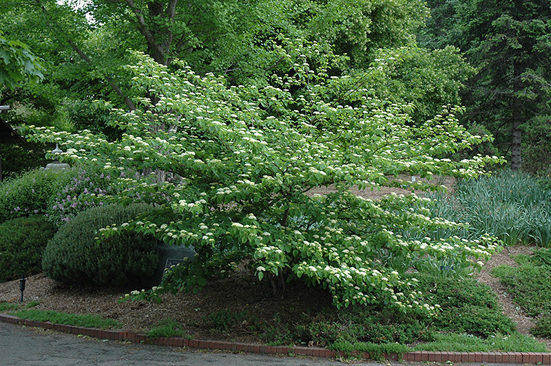 Cornus alternifolia