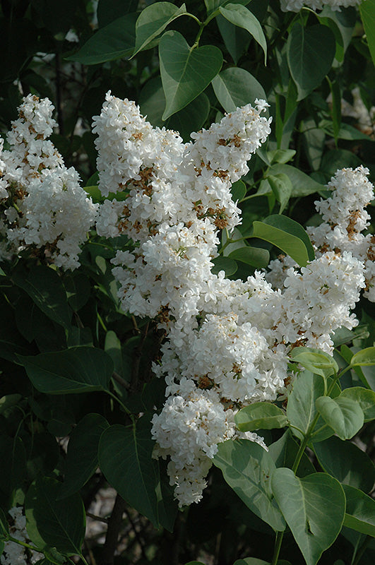 Syringa vulgaris 'Fiala Remembrance'