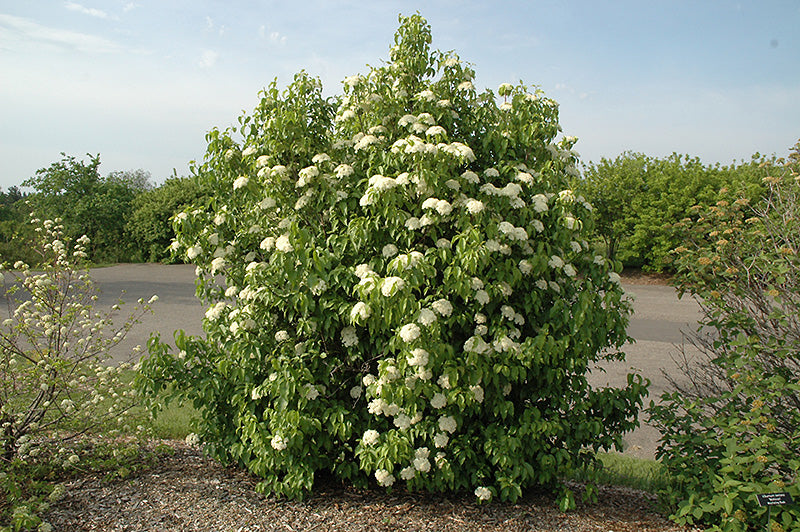 Viburnum lentago