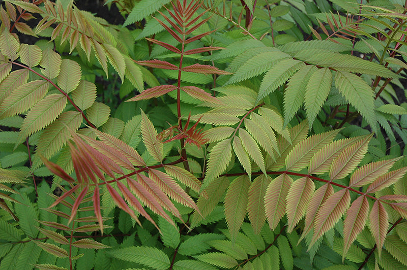 Sorbaria sorbifolia 'Sem'