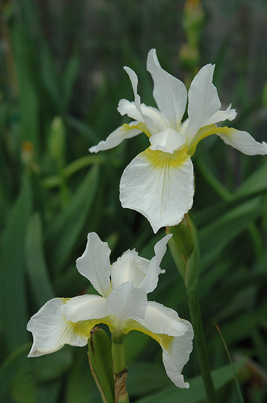 Iris sibirica 'Snow Queen'