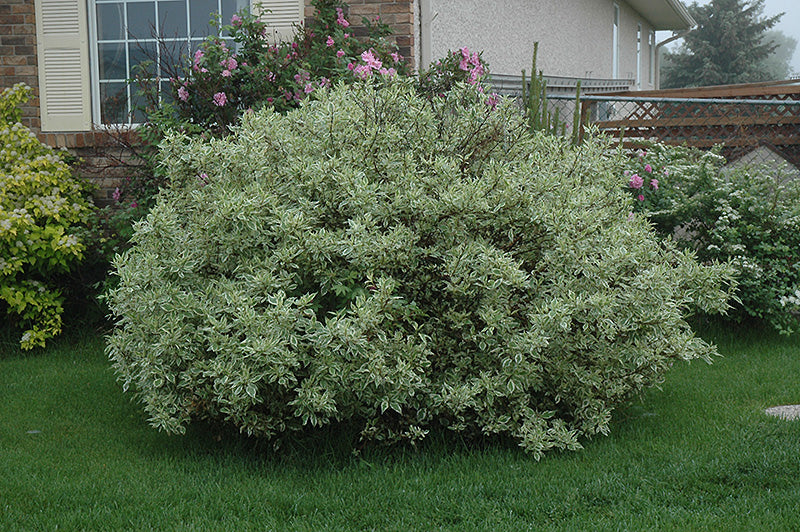 Cornus alba 'Ivory Halo'
