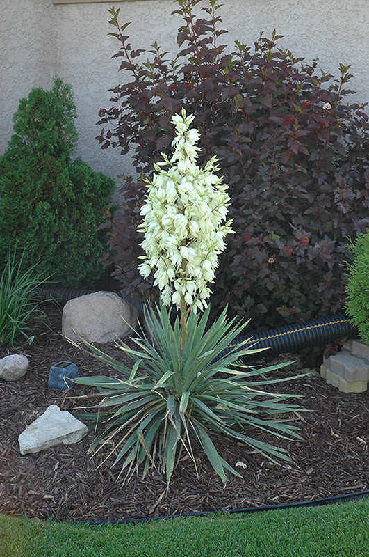 Yucca glauca
