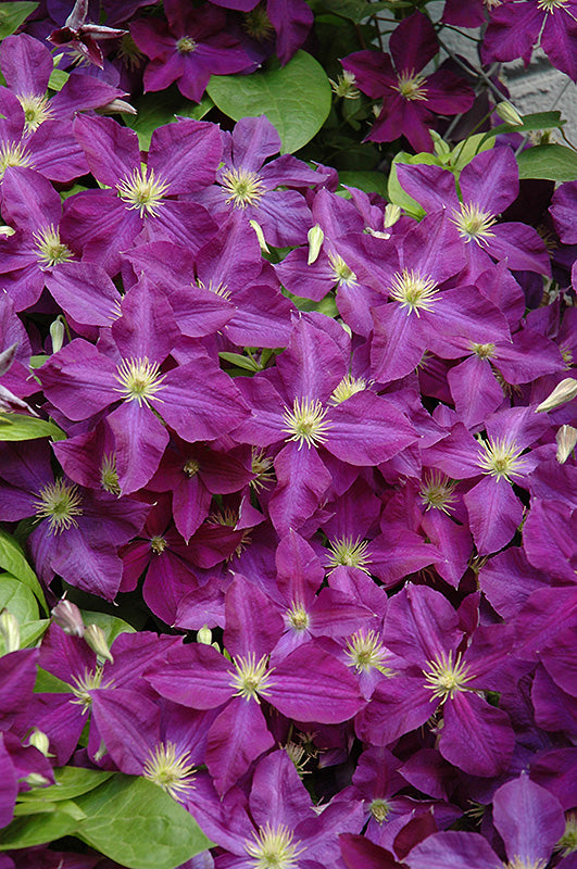 Clematis 'Jackmanii Superba'