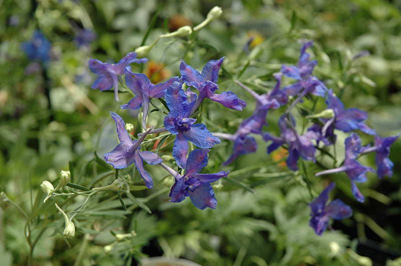 Delphinium grandiflorum 'Blue Butterfly'