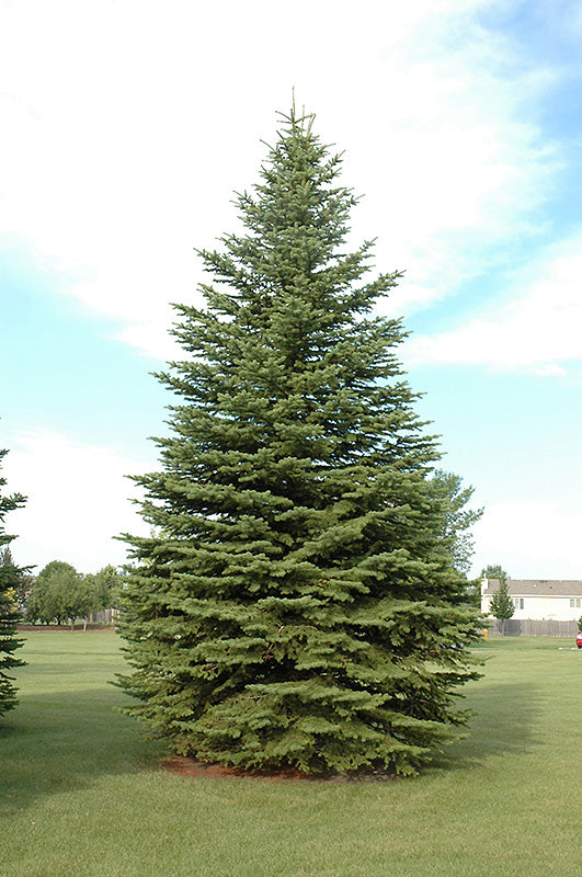 Picea pungens
