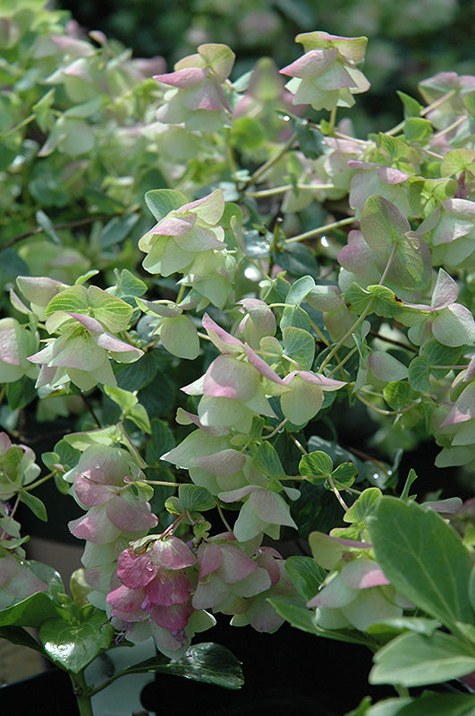 Origanum rotundifolium 'Kent Beauty'