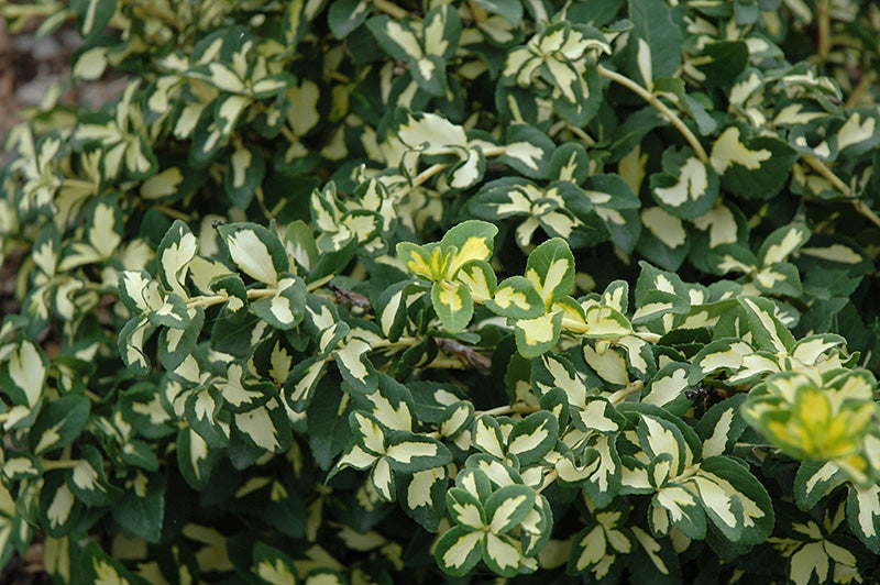 Euonymus fortunei 'Moonshadow'