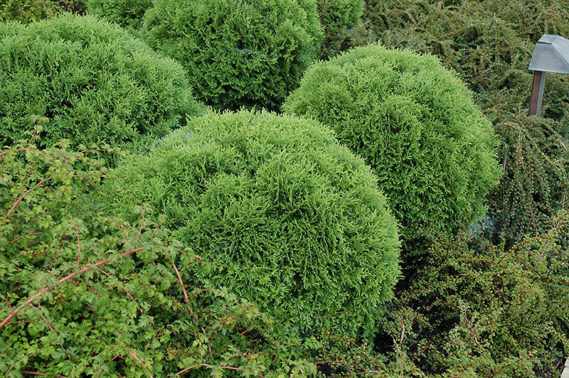 Thuja occidentalis 'Little Giant'