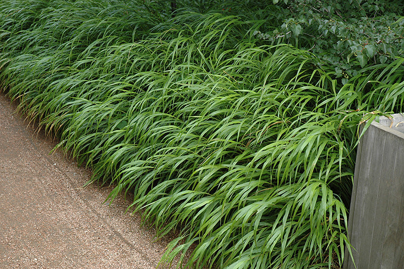 Hakonechloa macra