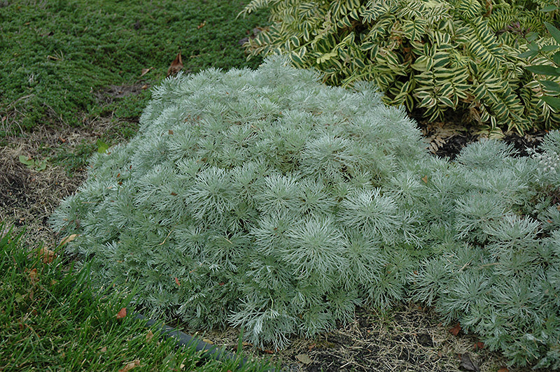 Artemisia schmidtiana 'Silver Mound'