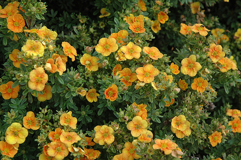 Potentilla fruticosa 'Mango Tango'
