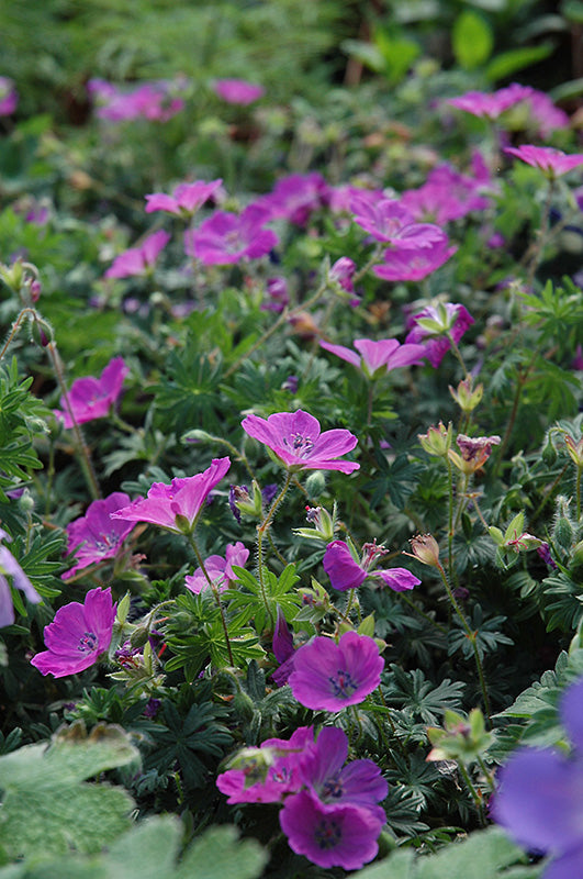 Geranium sanguineum 'Max Frei'