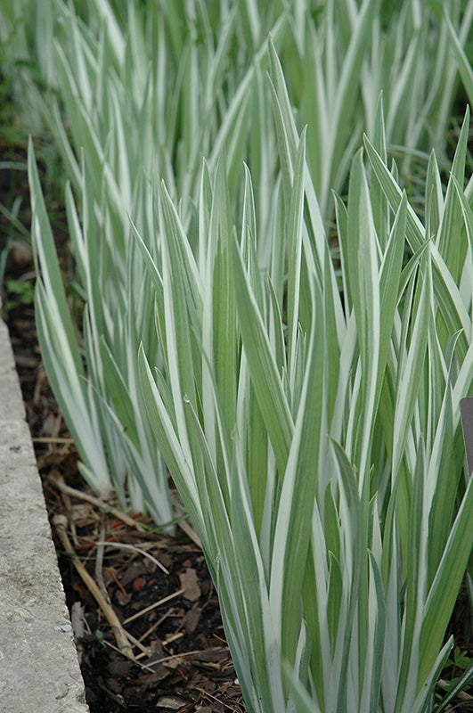 Iris ensata 'Variegata'