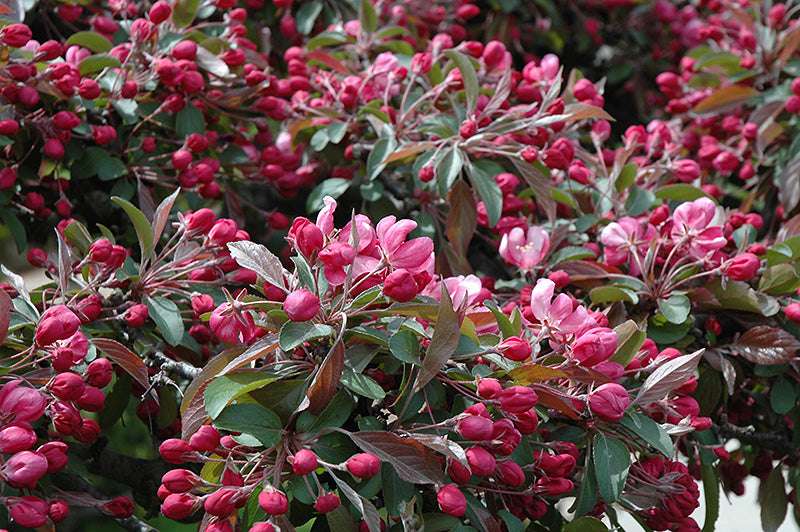 Malus 'Candied Apple' Ornamental Crabapple