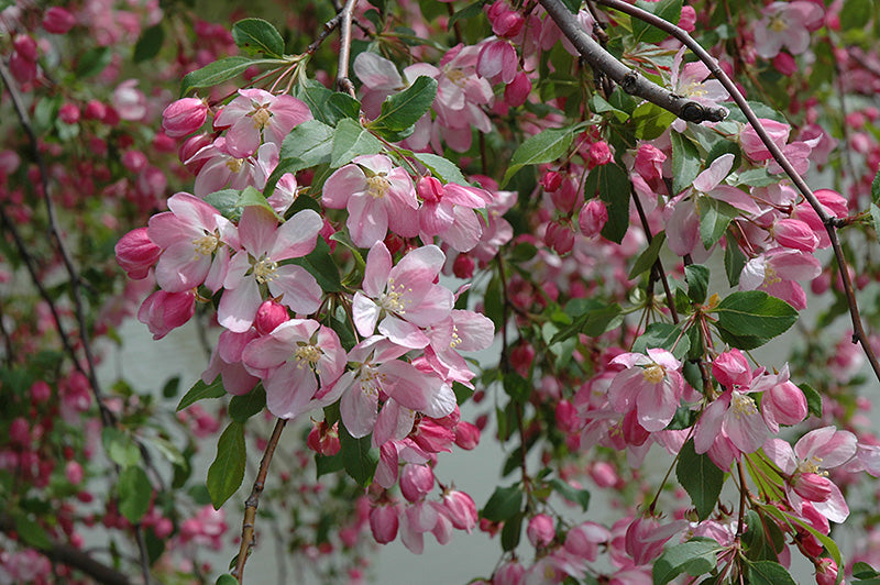 Malus 'Louisa' Crabapple