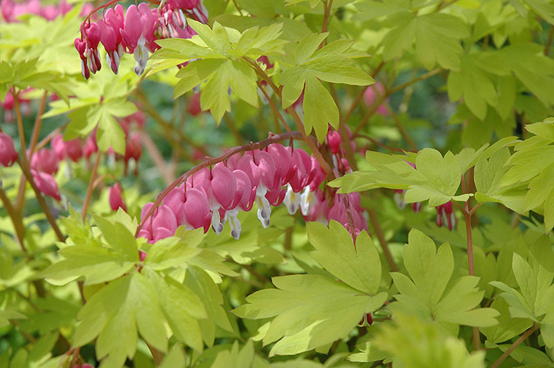 Dicentra spectabilis 'Gold Heart