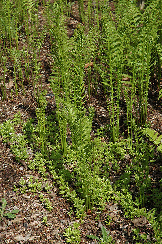 Osmunda claytoniana