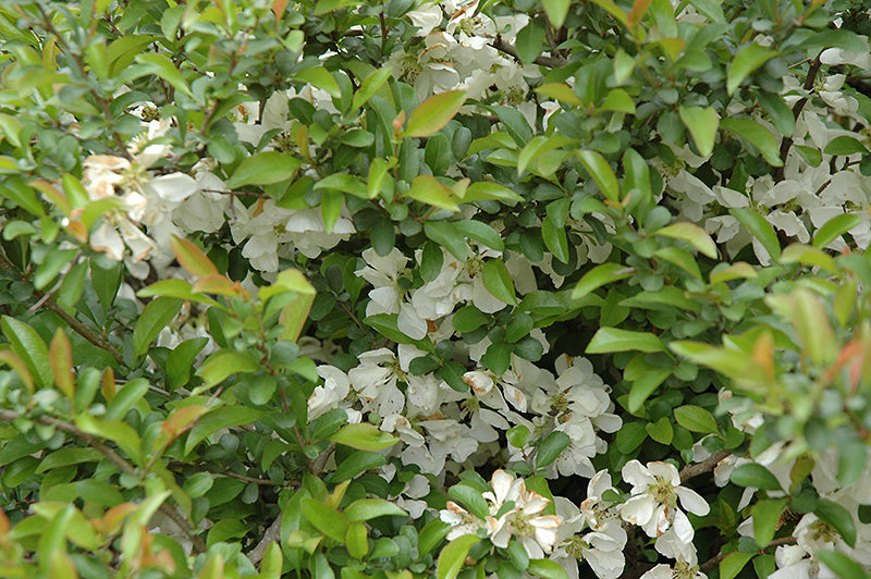 Chaenomeles superba 'Jet Trail'