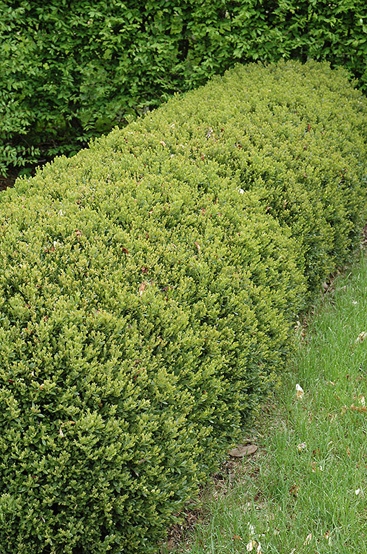 Buxus 'Green Gem'