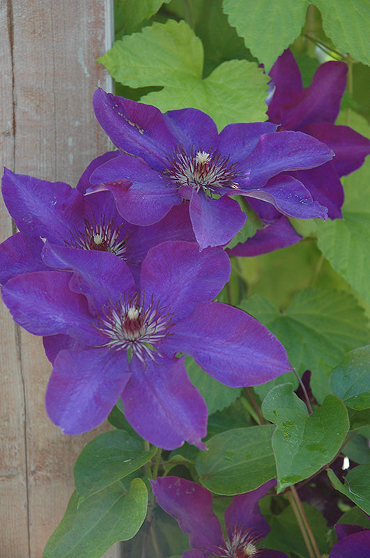 Clematis 'The President'