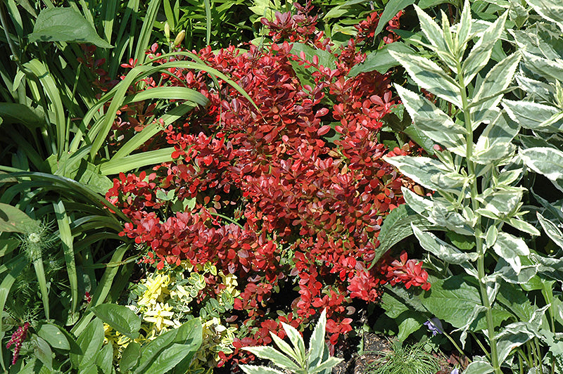 Berberis thunbergii 'Cherry Bomb'