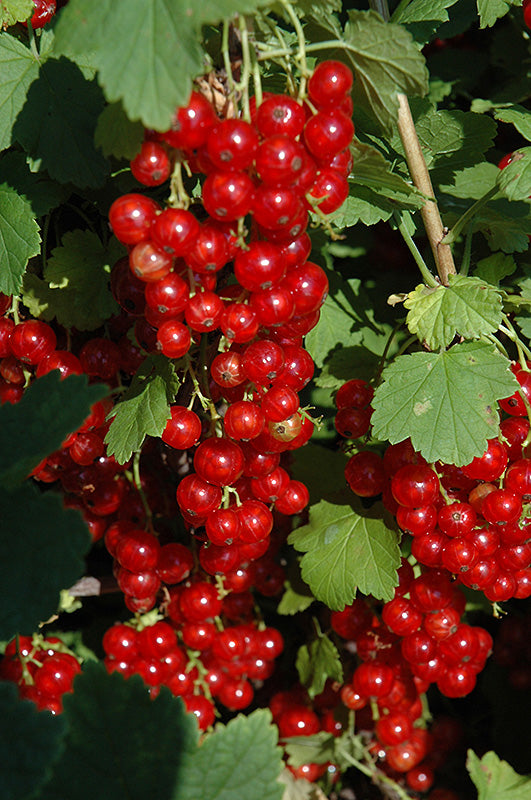 Ribes rubrum 'Red Lake'