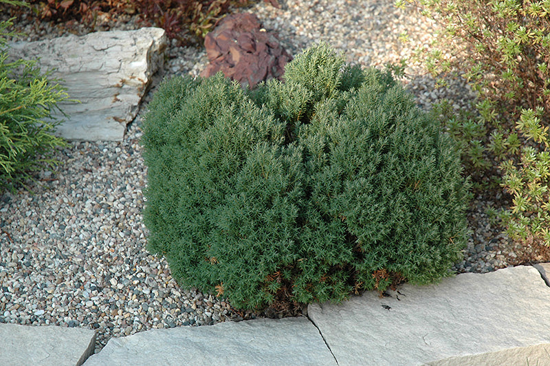 Thuja occidentalis 'Teddy'