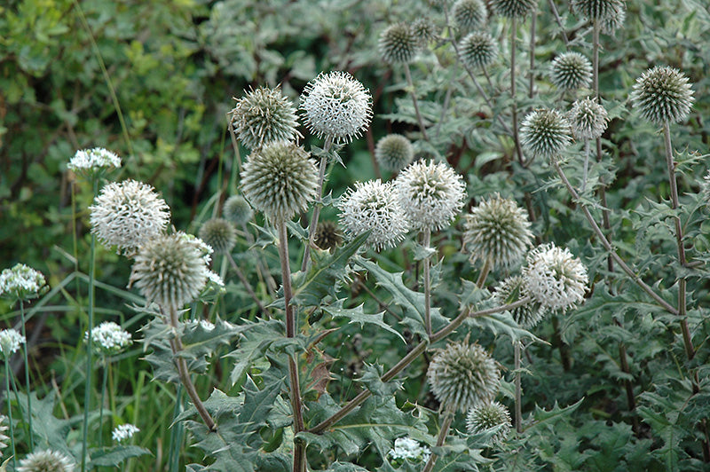 Echinops 'Artic Glow'