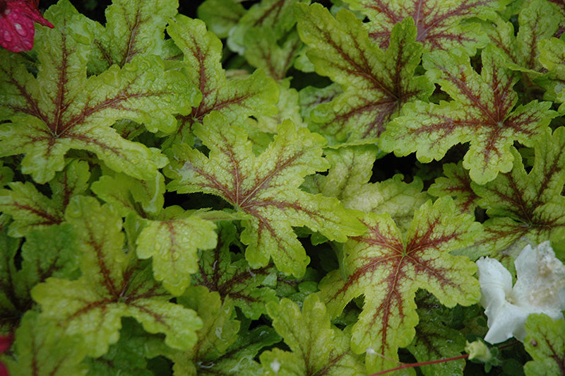 Heucherella x 'Alabama Sunrise'